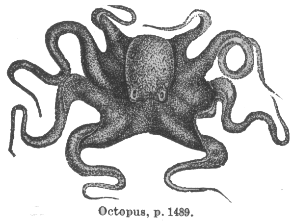 [octopus[1].gif]